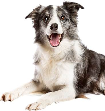 Register-now-dog-img.png